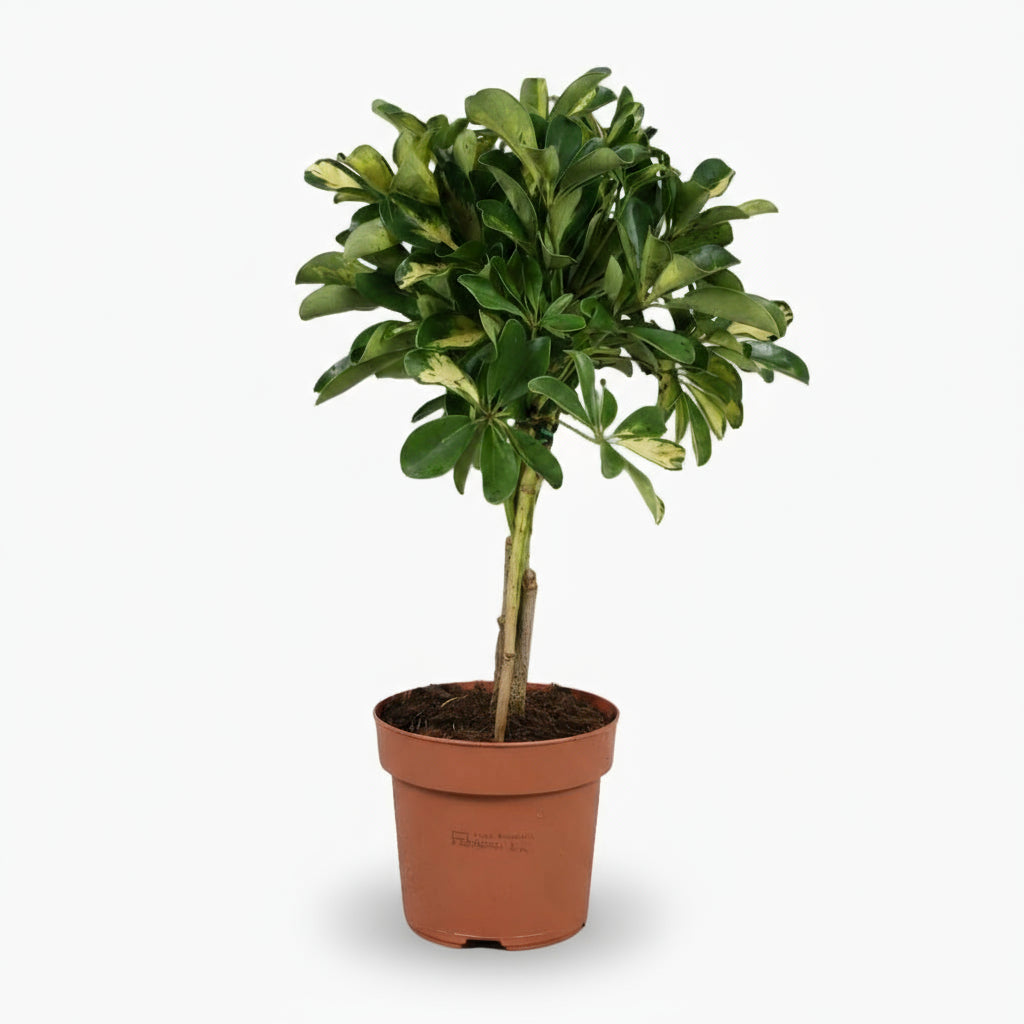 Schefflera ‘Gold Capella’ – Arbre ombrelle panaché - Verdeia