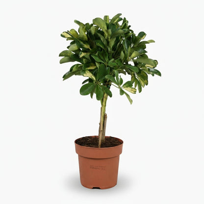 Schefflera ‘Gold Capella’ – Arbre ombrelle panaché - Verdeia