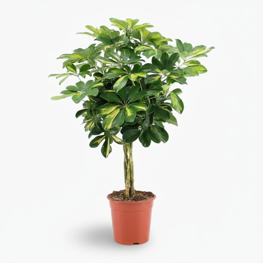 Schefflera ‘Gold Capella’ – Arbre ombrelle panaché - Verdeia