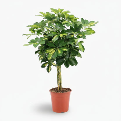 Schefflera ‘Gold Capella’ – Arbre ombrelle panaché - Verdeia
