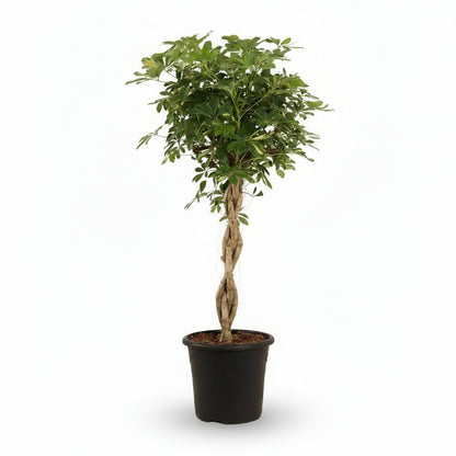 Schefflera ‘Gold Capella’ – Arbre ombrelle panaché - Verdeia