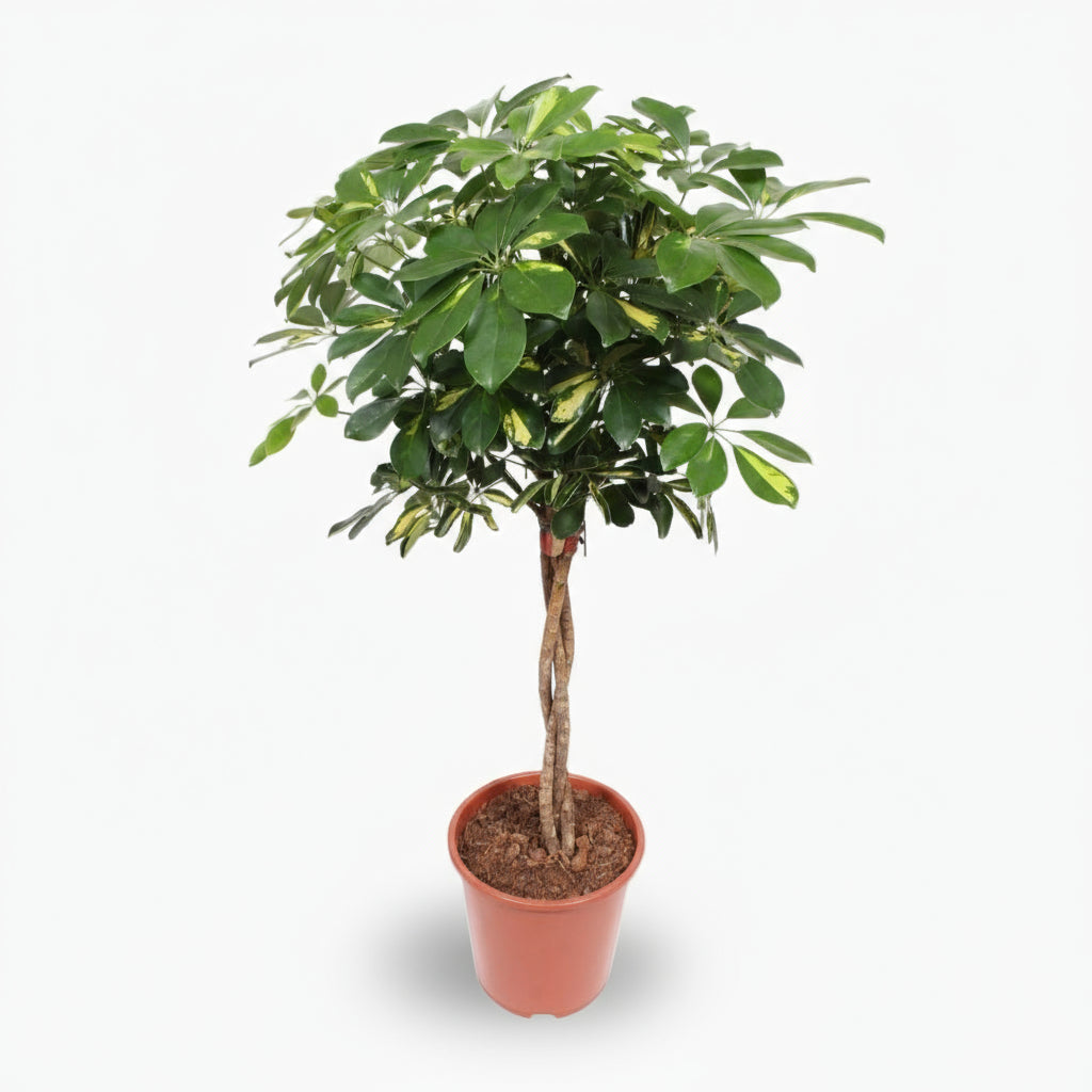Schefflera ‘Gold Capella’ – Arbre ombrelle panaché - Verdeia