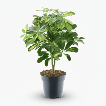 Schefflera ‘Gold Capella’ – Arbre ombrelle panaché - Verdeia