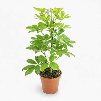 Schefflera Nora – Arbre - parapluie tropical élégant - Verdeia