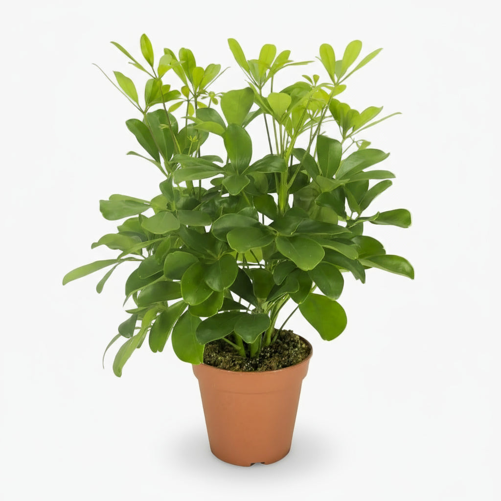 Schefflera Nora – Arbre - parapluie tropical élégant - Verdeia