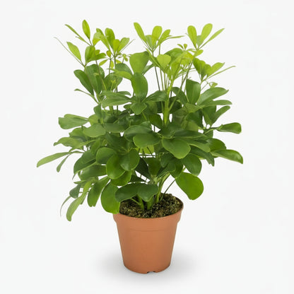 Schefflera Nora – Arbre - parapluie tropical élégant - Verdeia