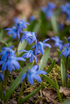 Escila de Siberia (Scilla siberica) — Bulbos calibre 7/8 - Verdeia - 1