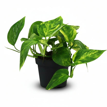 Scindapsus (Epipremnum) Pinnatum HiColor - Ø12cm - H20cm - Verdeia - 1