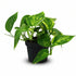 Scindapsus (Epipremnum) Pinnatum HiColor - Ø12cm - H20cm - Verdeia - 1