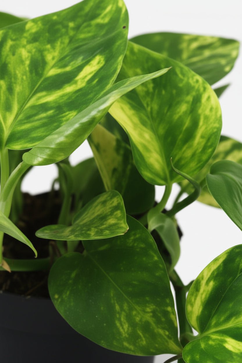 Scindapsus (Epipremnum) Pinnatum HiColor - Ø12cm - H20cm - Verdeia - 2