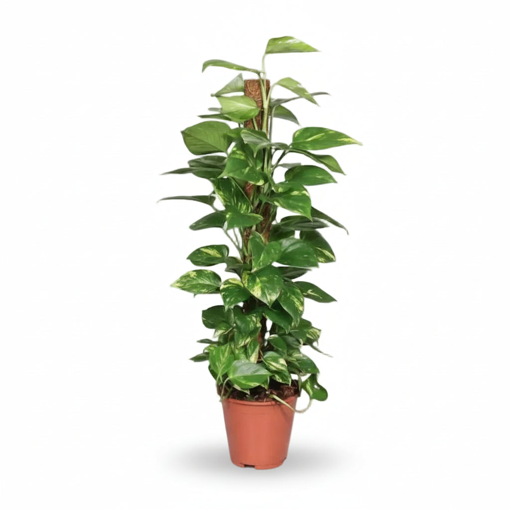 Scindapsus (Epipremnum) - Pothos - Verdeia - 10