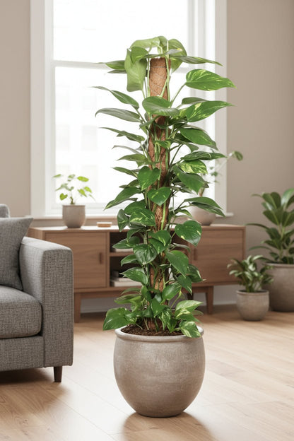 Scindapsus (Epipremnum) - Potus - Verdeia - 6