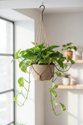 Epipremnum aureum (Goldener Efeutute) — Scindapsus