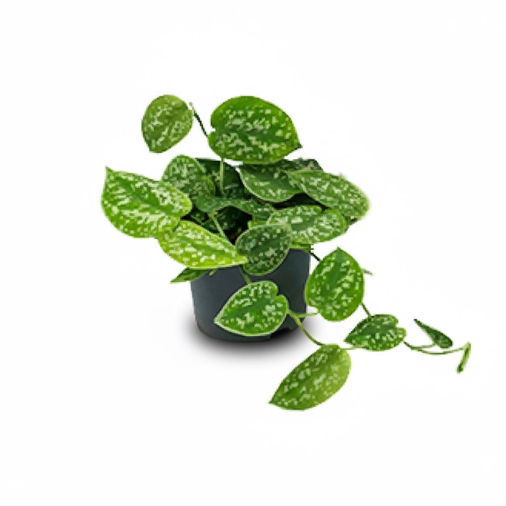 Scindapsus pictus ‘Argyraeus’ – Liane satinée - Verdeia