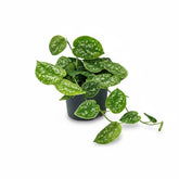 Liana satinada — Scindapsus pictus &