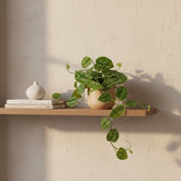 Liana satinada — Scindapsus pictus &