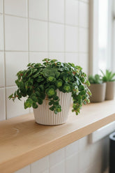 Planta suculenta Sedum Tornado en una maceta blanca sobre una estantería