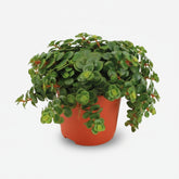 Sedum Tornado, planta suculenta colgante en su maceta sobre fondo blanco