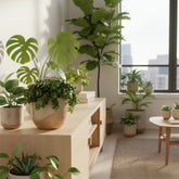 Planta suculenta Sedum Tornado colocada sobre un banco para TV y rodeada de muchas plantas verdes