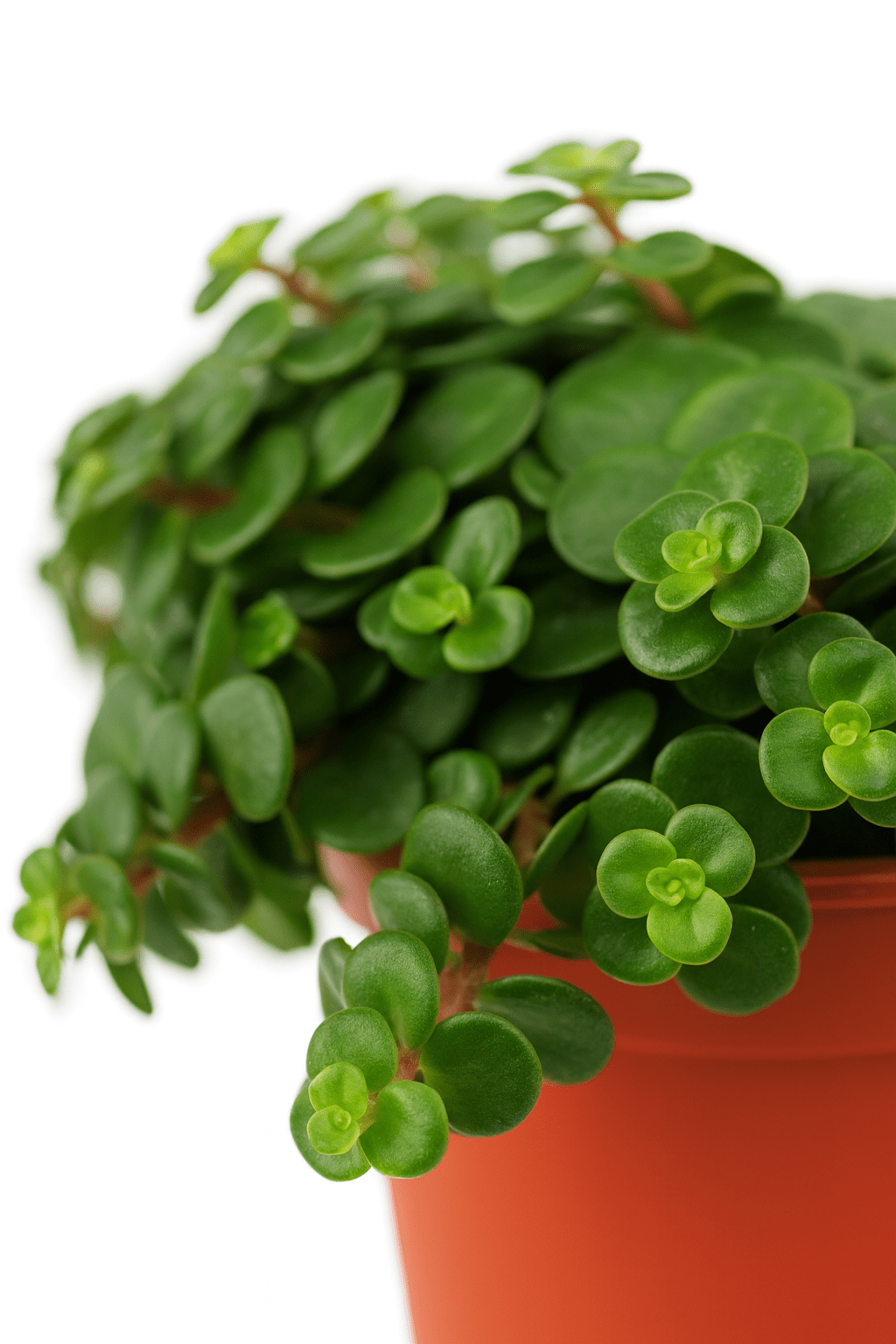 Sedum Tornado – Plante grasse retombante – Ø11cm – ↕15cm - Verdeia