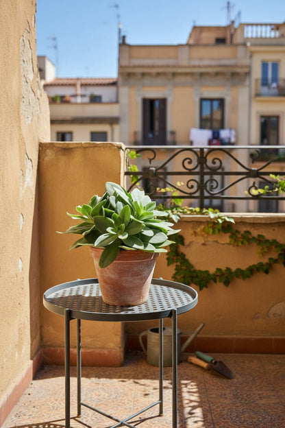 Senecio cephalophorus &