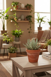 Senecio Scaposus — Ø10,5 cm — H15 cm - Verdeia - 5