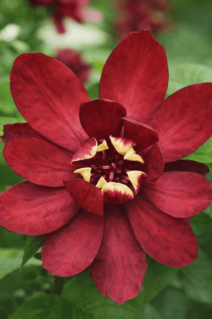 Primer plano de la flor del Sinocalycanthus Hartlage Wine Calycanthus perfumado
