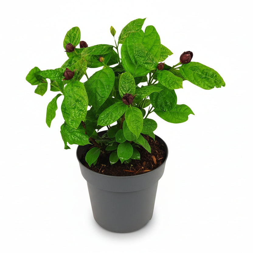 Sinocalycanthus Hartlage Wine Calycanthus perfumado en su maceta sobre fondo blanco