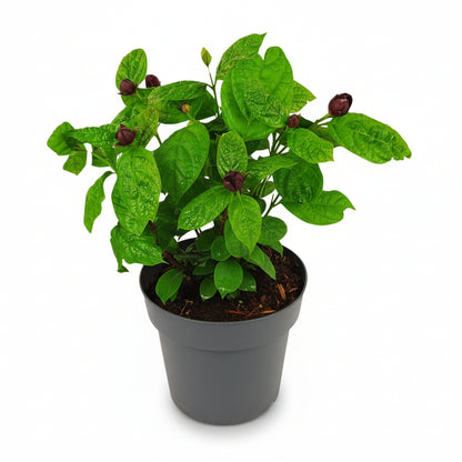 Sinocalycanthus Hartlage Wine Calycanthus perfumado en su maceta sobre fondo blanco
