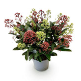 Skimmia japonica Festival, duo &
