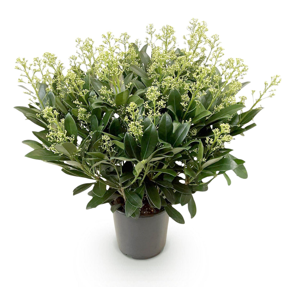 Skimmia japonica &