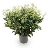 Skimmia japonica &