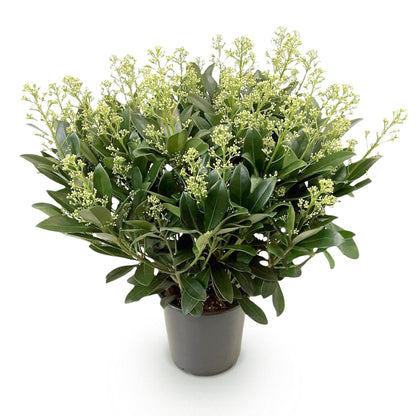 Skimmia japonica &