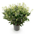 Skimmia japonica &
