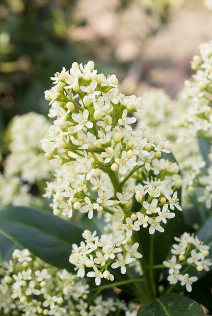 Skimmia japonica &