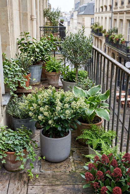 Skimmia japonica &