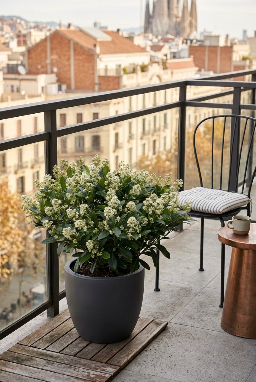 Skimmia japonica &