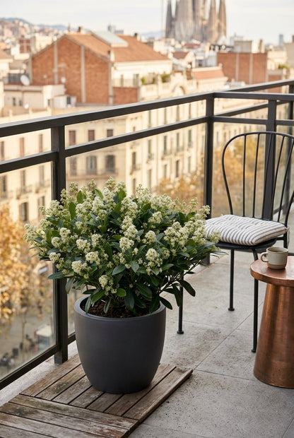 Skimmia japonica &