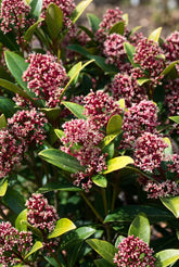 Skimmia japonica &