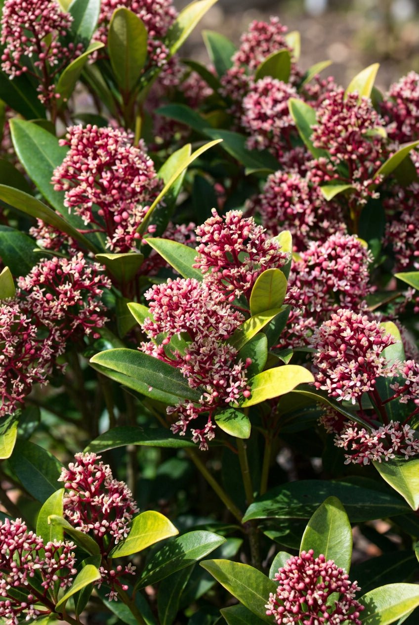 Skimmia japonica &
