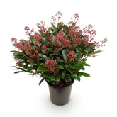 Skimmia japonica &