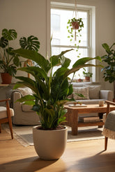 Spathiphyllum Bellini (Flor de luna) - Ø24cm - H100cm - Verdeia - 5