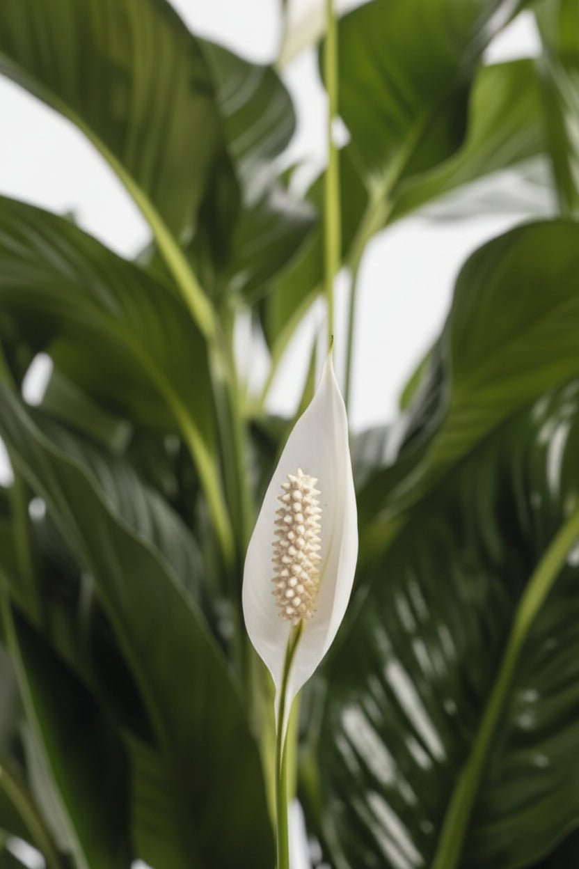 Spathiphyllum Bellini (Flor de luna) - Ø24cm - H100cm - Verdeia - 2