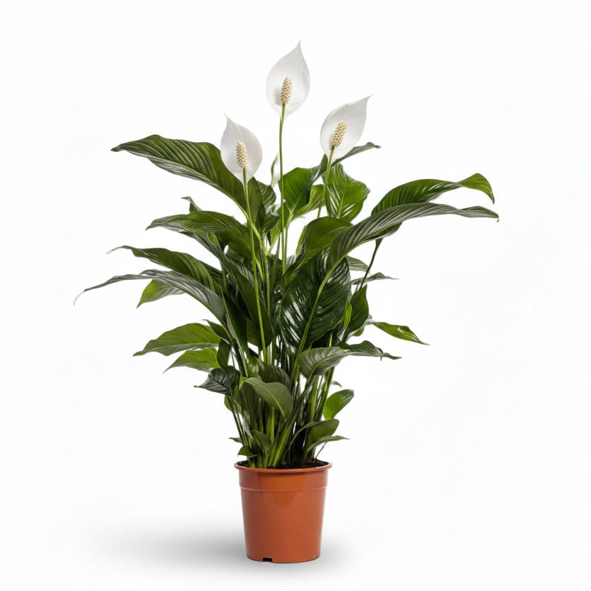 Spathiphyllum Bellini (Giglio della pace) - Ø24cm - H100cm - Verdeia - 1