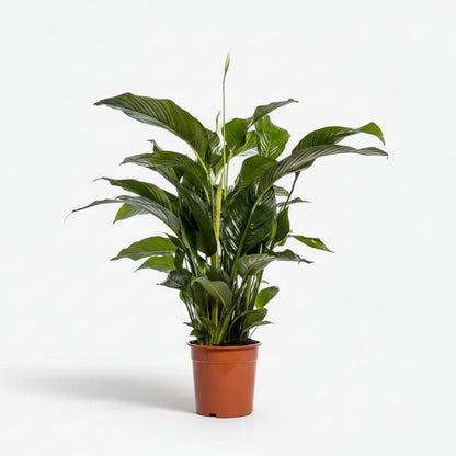 Spathiphyllum Bellini (Flor de luna) - Ø24cm - H100cm - Verdeia - 1