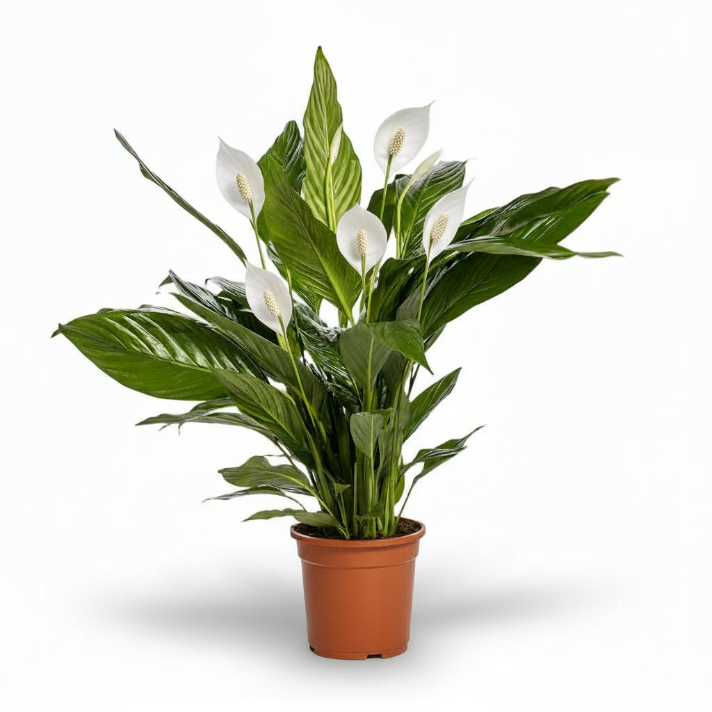 Spathiphyllum ‘Bingo Cupido’ – Flor de lluna - Verdeia - 1