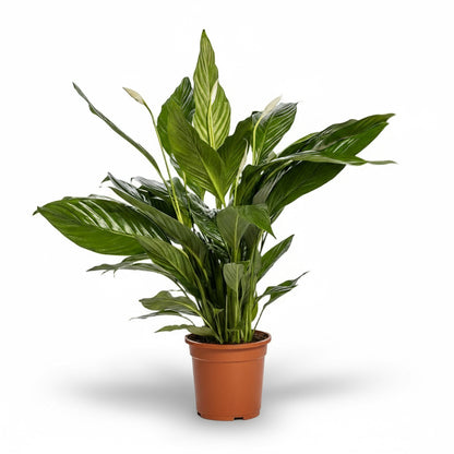 Spathiphyllum ‘Bingo Cupido’ – Fleur de lune - Verdeia