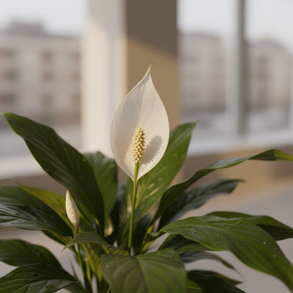 Spathiphyllum ‘Bingo Cupido’ – Fleur de lune - Verdeia