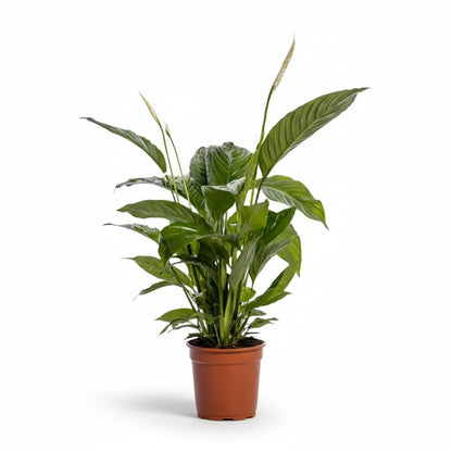 Spathiphyllum ‘Bingo Cupido’ – Fleur de lune - Verdeia