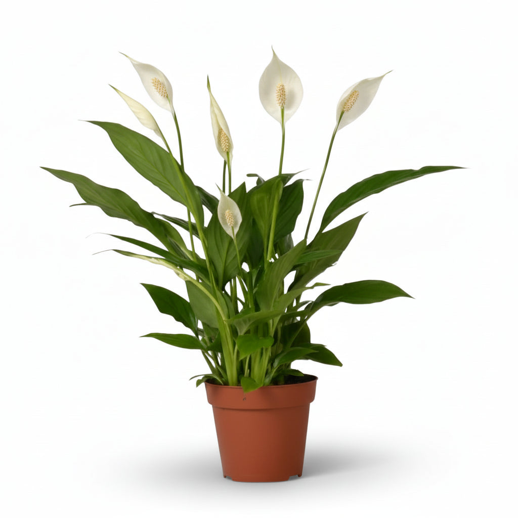 cupido peace lily Spathiphyllum 'Bingo Cupido' — Peace Lily